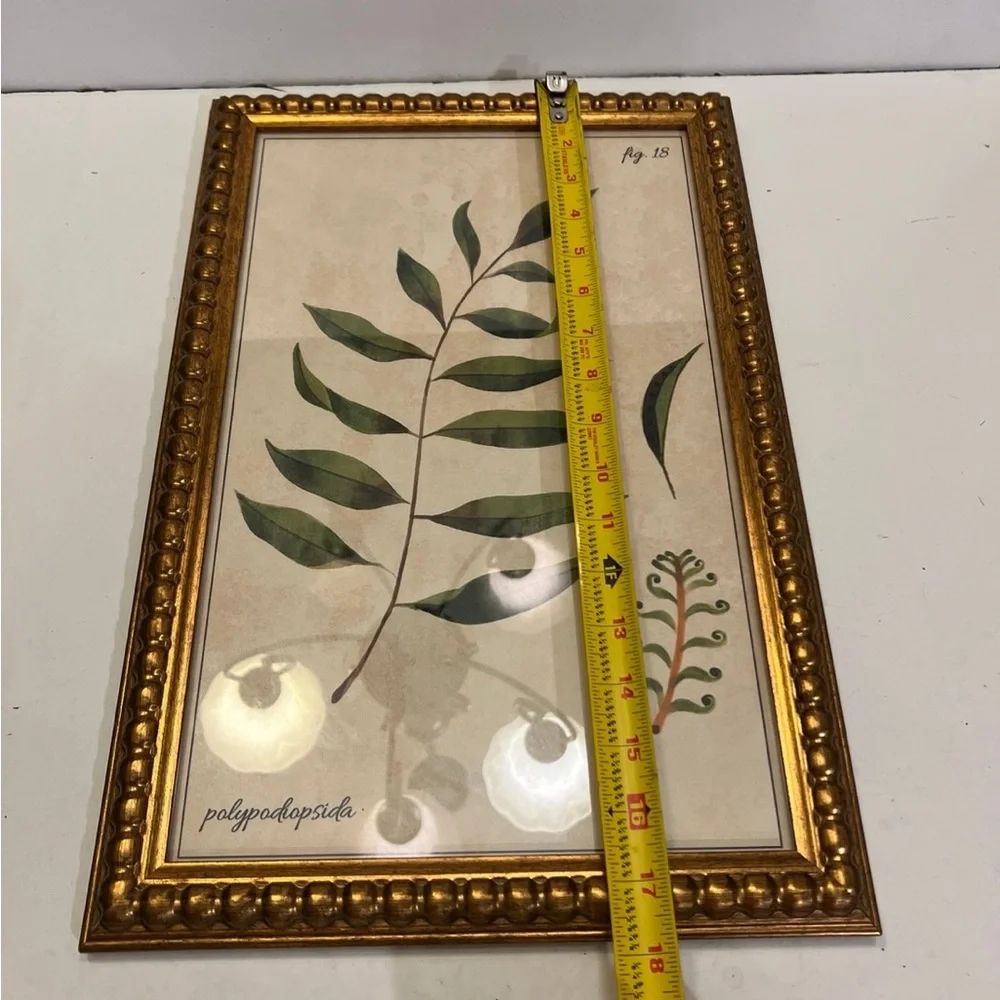 Polypodiopsida fig.18 picture frame decor